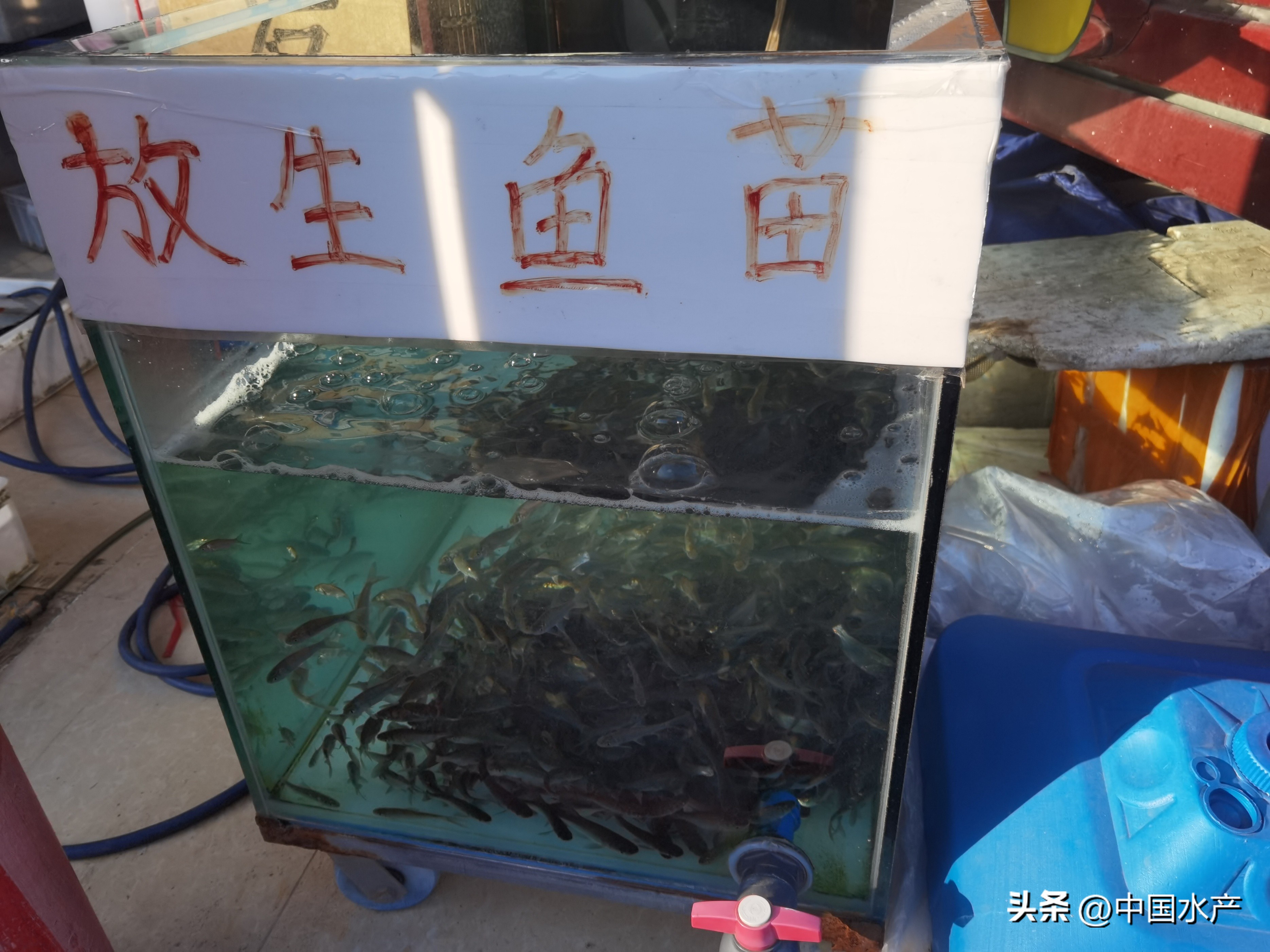 水生外来物种入侵防控工作方案,水生动物防疫