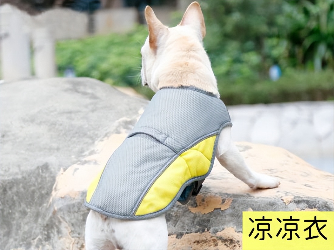 猫狗太臭了怎么办,为什么猫狗夏天不热