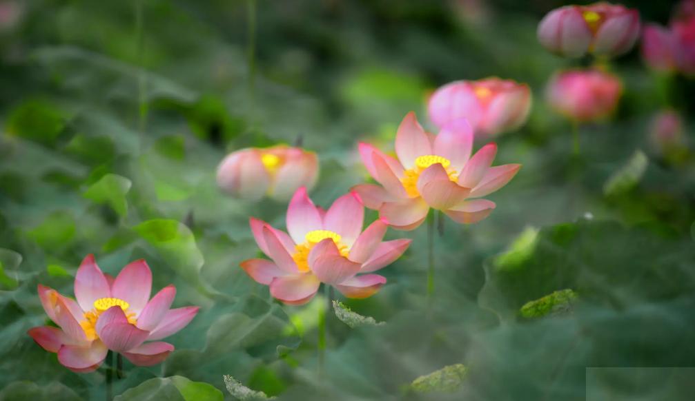 周嗣远|接天碧叶莹如玉，夕照芙蓉万朵花（原创荷之歌25首）