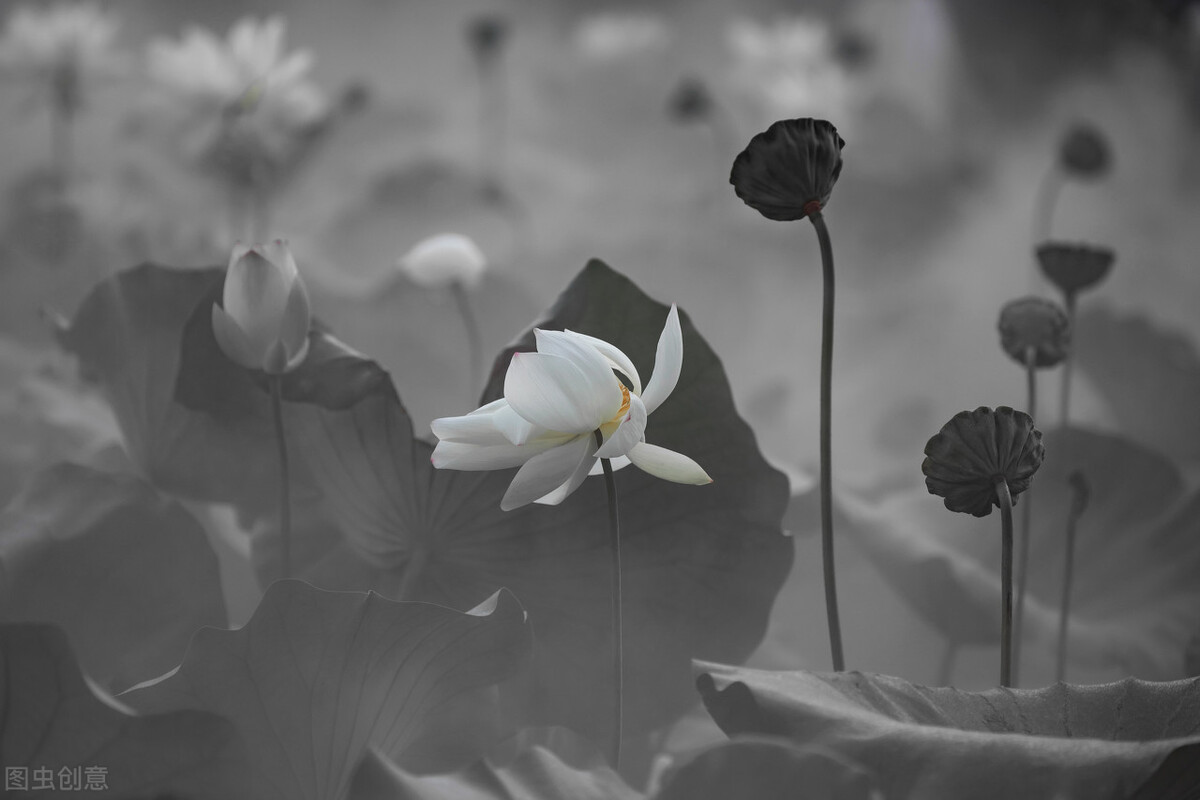 荷花图片禅意荷花,最美意境荷花图片大全