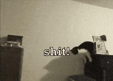 两只猫打架引众猫围观,两只猫打架一只翻肚皮