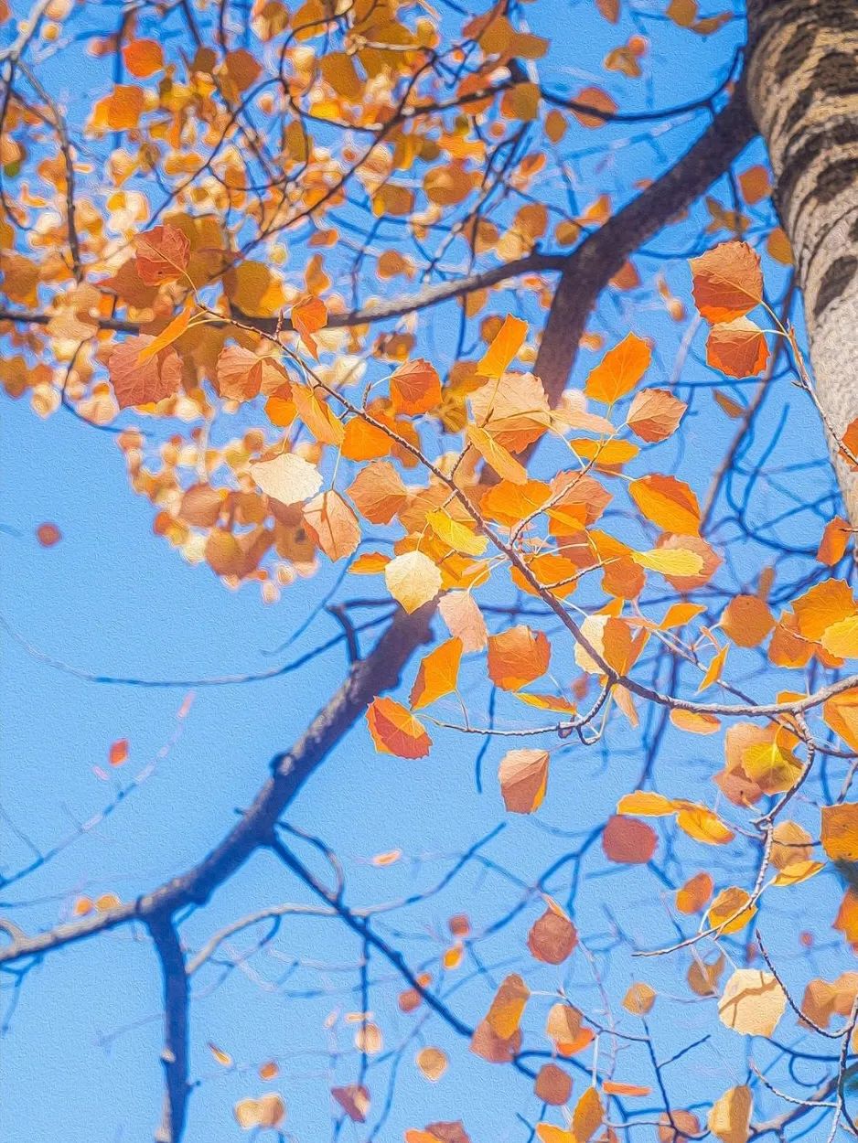 秋季喀纳斯,喀纳斯之秋风景画