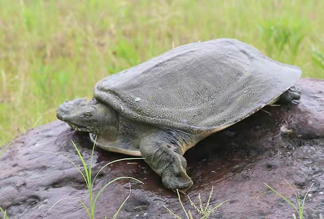 最顶级的湖南汉寿野生甲鱼,汉寿正宗外塘甲鱼