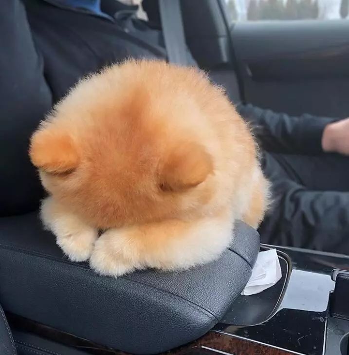 博美不能吃的十大食物有哪些,博美不能吃的十大食物是什么