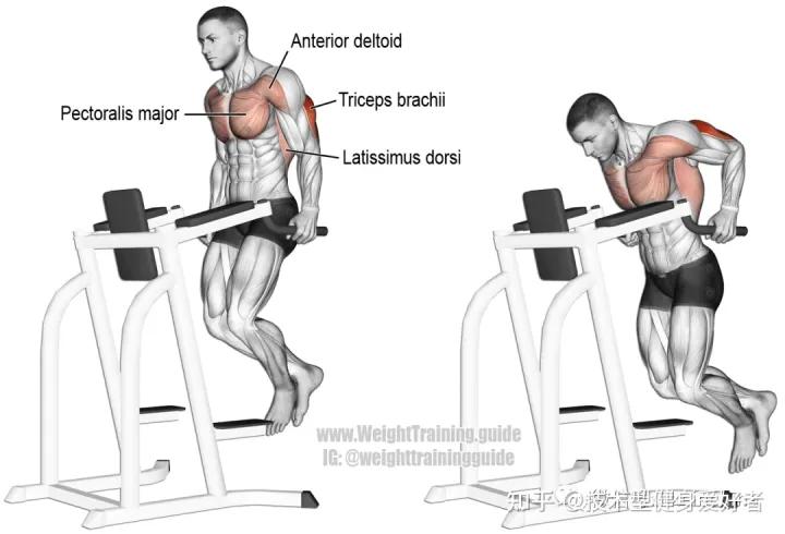学会3个健身方法一个月练出肌肉,新手健身怎么练基础肌肉动作