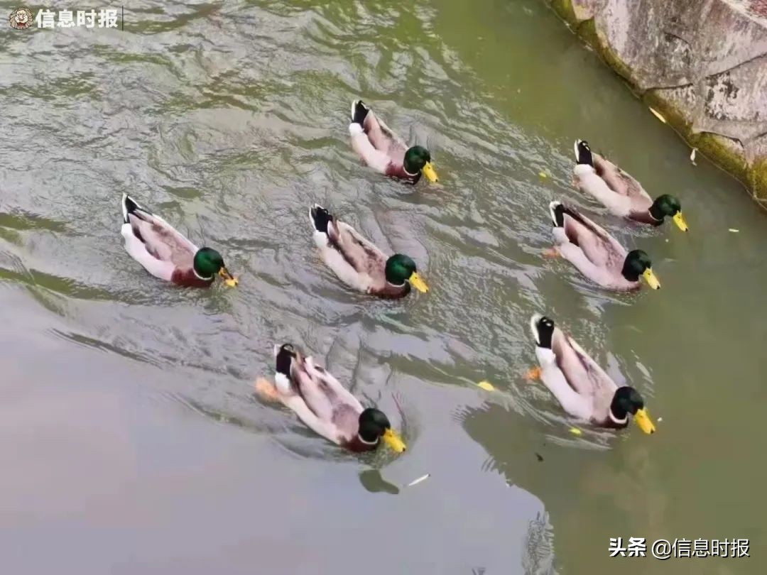 “咩咩”“嘎嘎”“哞哞”……广州多所学校“萌宠”出没