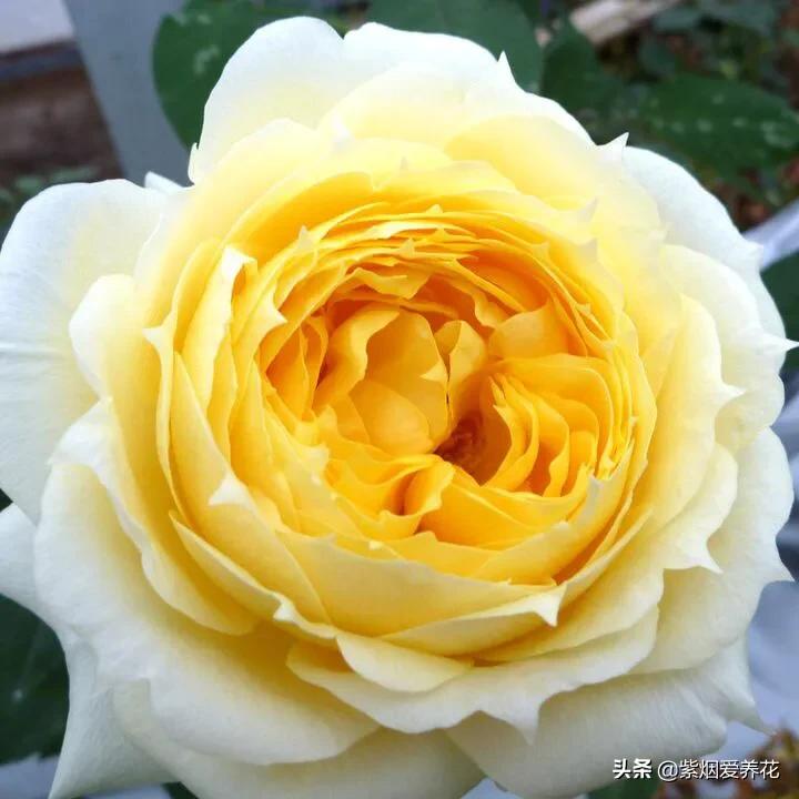 哪些月季仙气十足,又美又香的月季品种