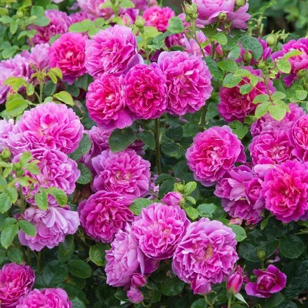 雅致公主月季,美人丽芙法式优雅月季