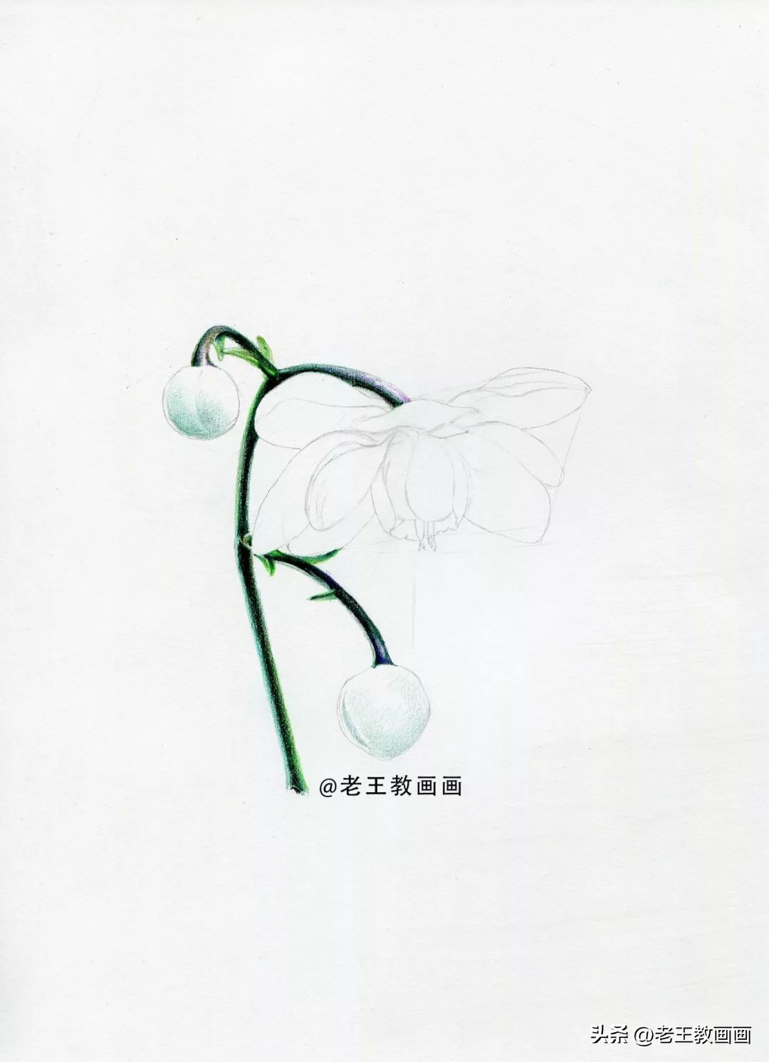 彩铅花卉画教程,零基础怎么画彩铅苹果
