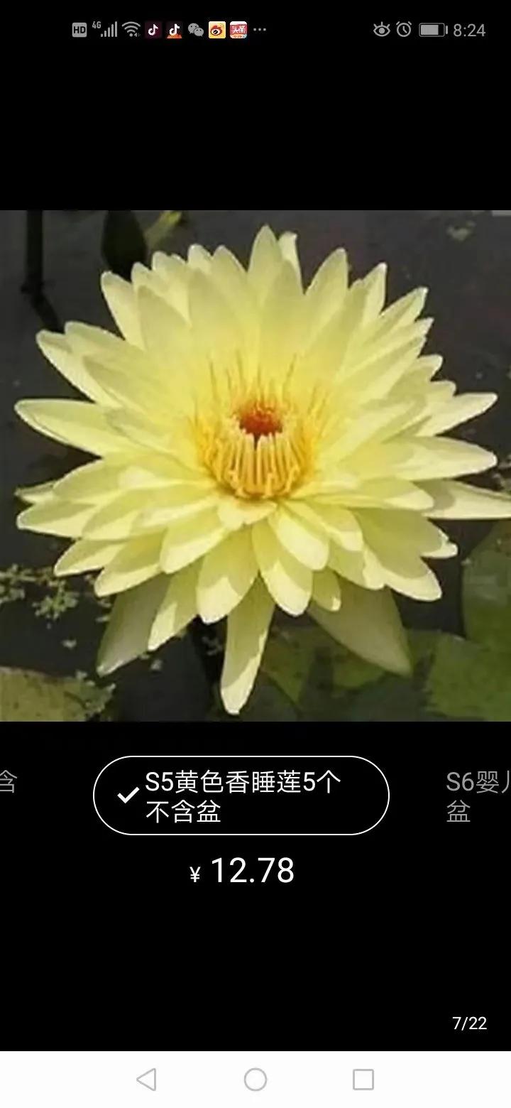 睡莲在哪里买比较好,网上买的睡莲质量如何