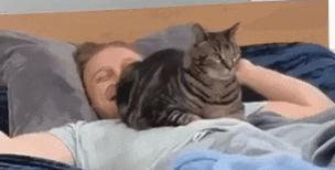 刚来的猫咪太粘人了怎么办,猫咪很黏主人是什么原因