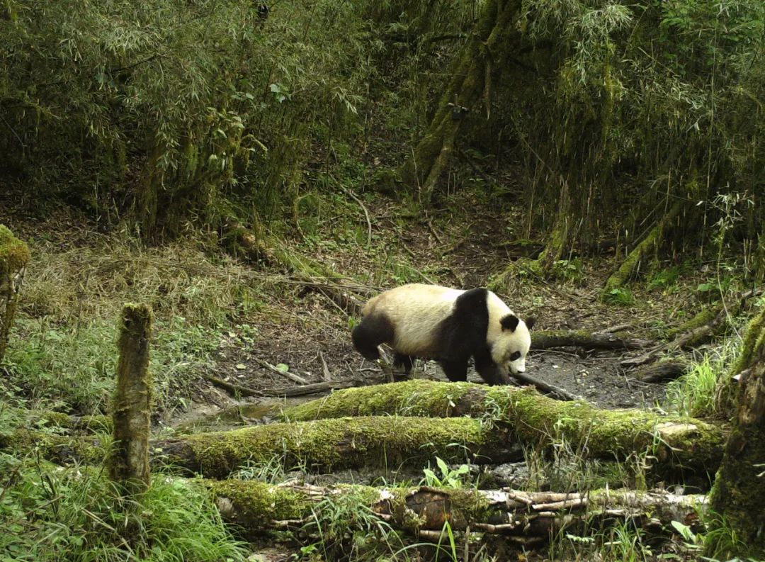 我们先去看熊猫吧英文,我们来了参观熊猫基地视频