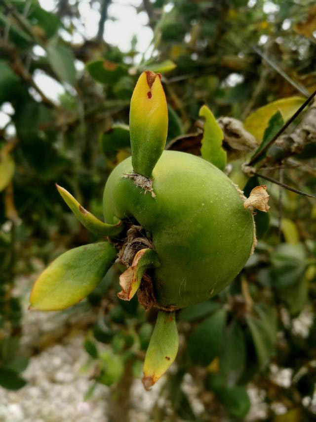 最美最惊艳的仙人掌花,仙人掌奇花图片大全