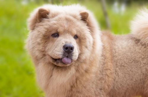 松狮的驯养方法,饲养松狮应该注意哪几点