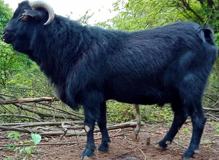 养黑山羊将满足顾客的哪些需求,放养黑山羊怎么才能做到规模化