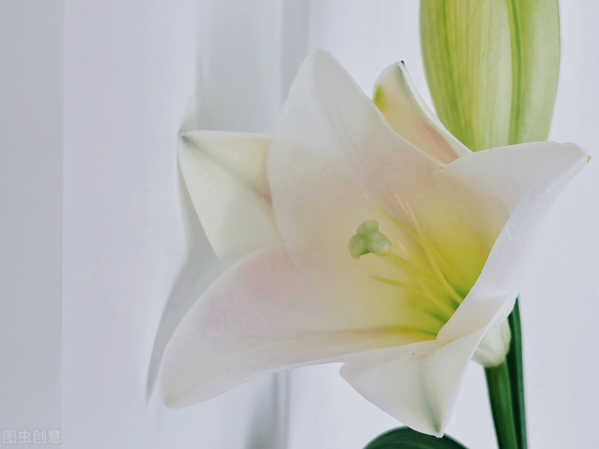 七夕情人节送玫瑰花的小常识,七夕情人节红玫瑰花束花语