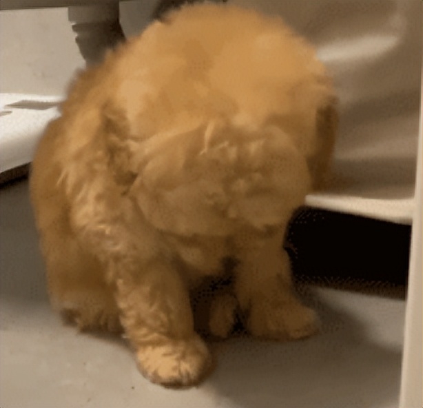 妹子半夜上厕所，家里的狗子非要跟着，结果……被它萌翻了