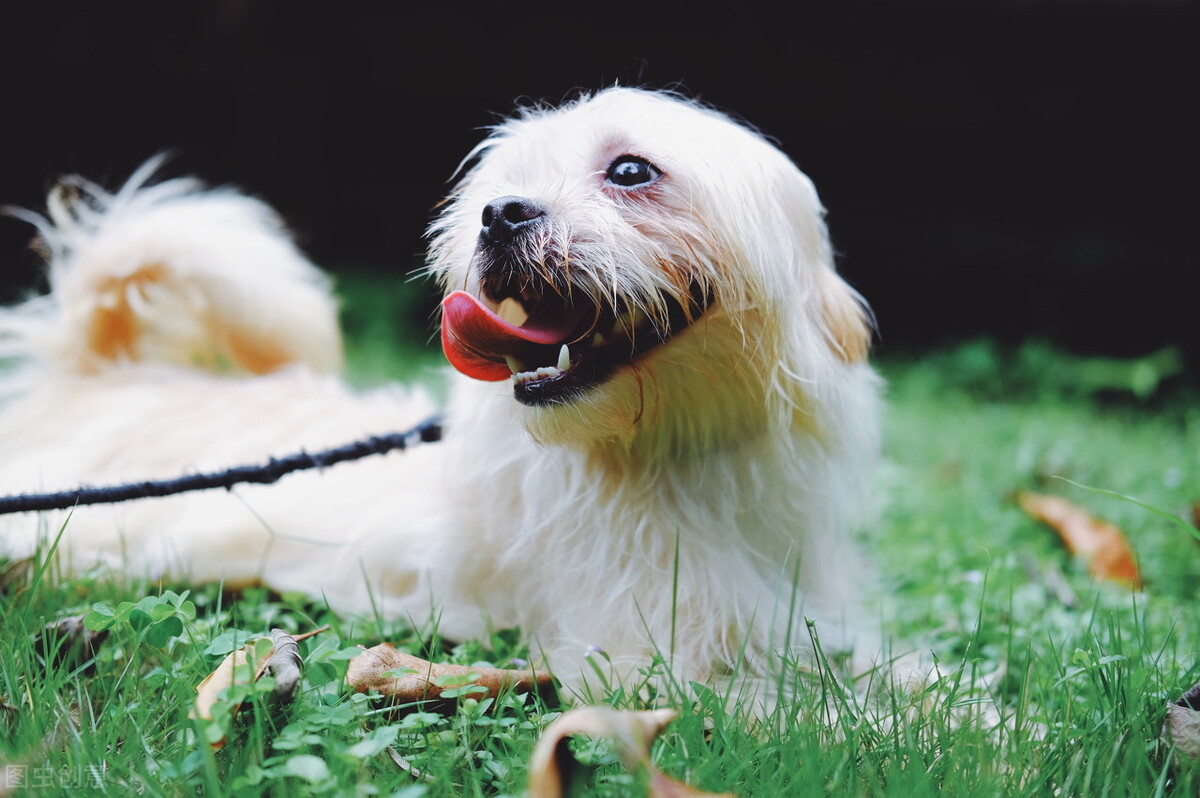 带你的毛孩子来一场说走就走的旅行|广州观音山森林公园篇