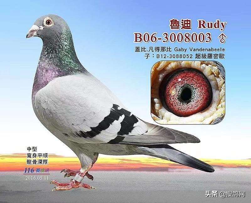 盖比顶级种鸽的特征图,盖比花头顶级种鸽