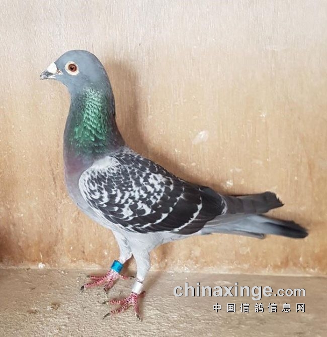 万里挑一的获奖者图片,万里挑一比赛视频