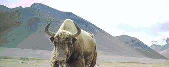 金丝野牦牛是几级保护动物,野牦牛属于国家几级保护动物