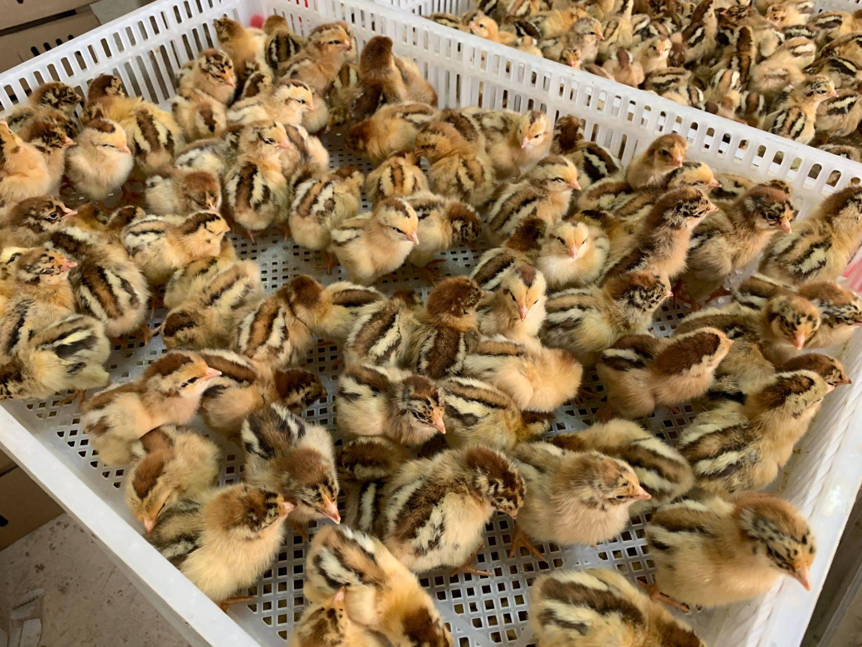 250cc血换30枚蛋！台湾省缺蛋让民众崩溃，大陆为啥没有缺蛋荒？