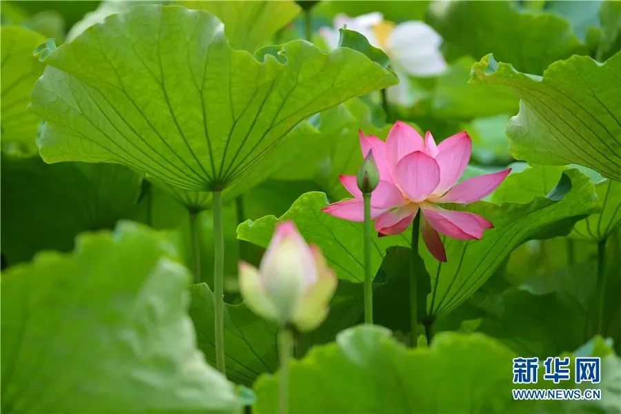 云南旅游避暑地点排名前十名,云南最佳避暑旅游城市