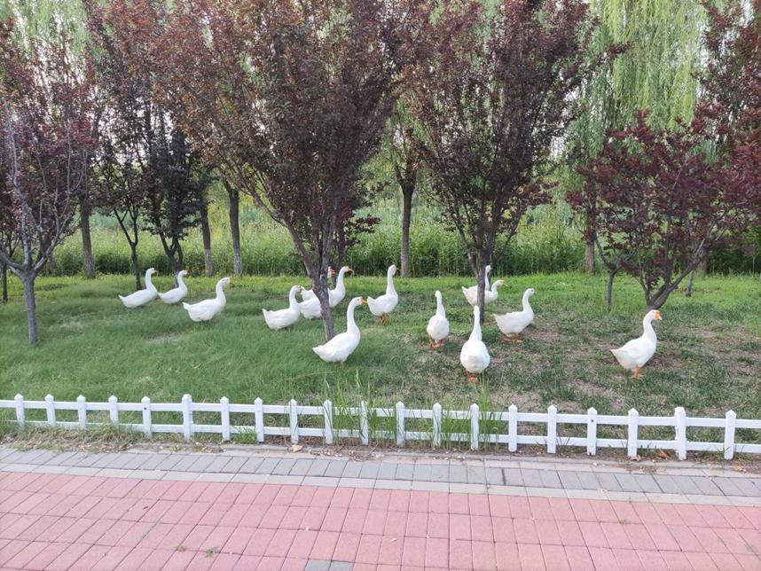 美丽校园行-2|历史生眼中的天津师范大学主校区