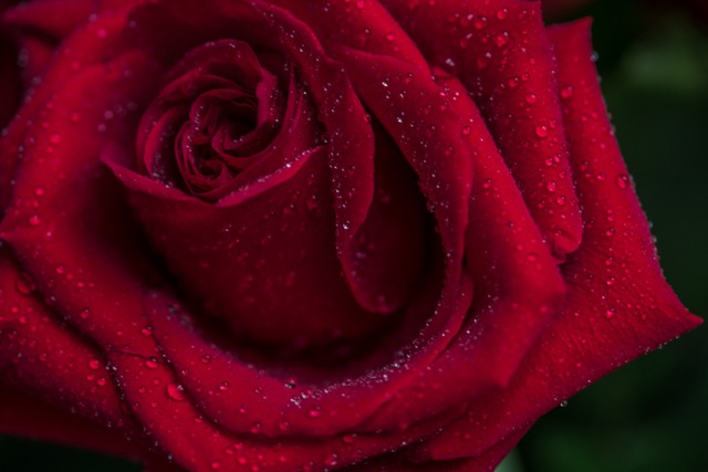 情人节送花的寓意和意义,情人节花语经典短句