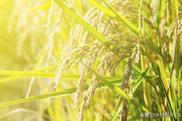 土地流转给承包大户有国家补贴吗,土地承包大户有补贴吗