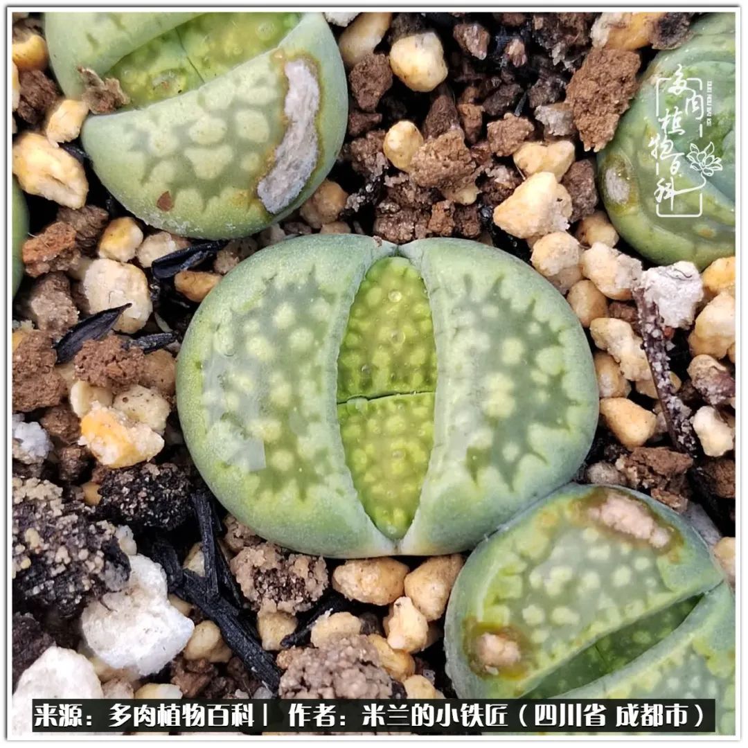 生石花好养吗怎么养护的,生石花的养殖方法和注意事项