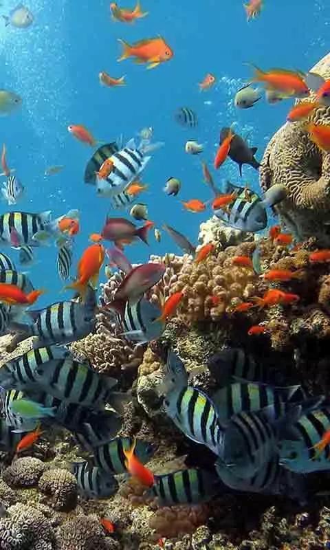 海底世界高清大图壁纸,手机动态海底世界鱼壁纸