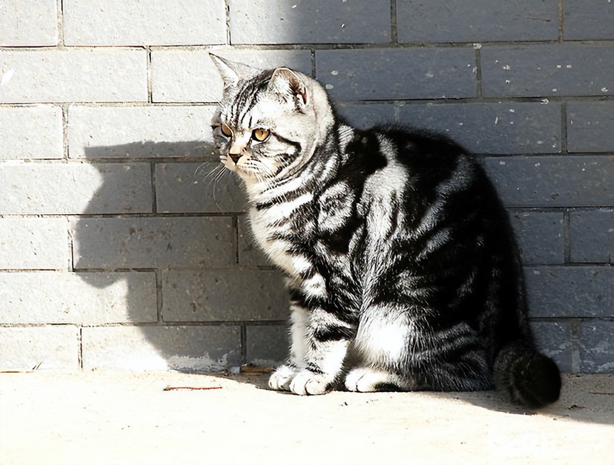 这世界上最可爱的猫咪都有几种,有哪些种类的猫咪最可爱现价500元