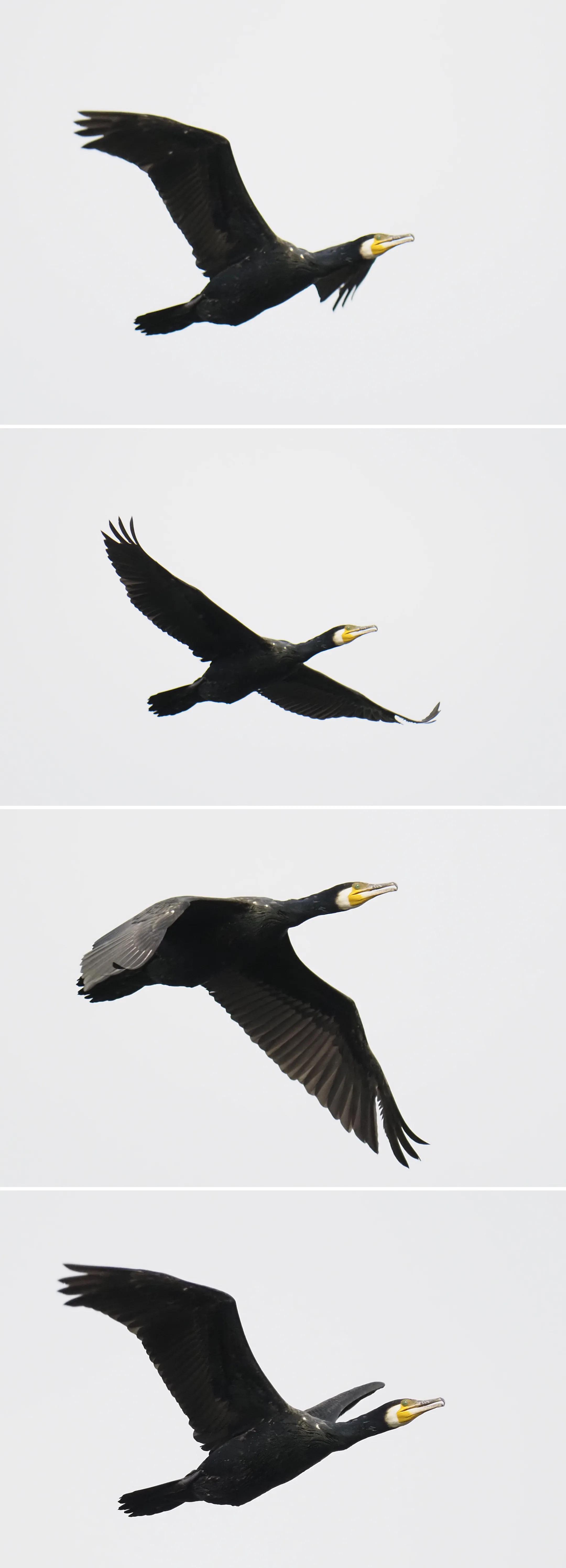 低价变焦摄像头,低价超长焦镜头