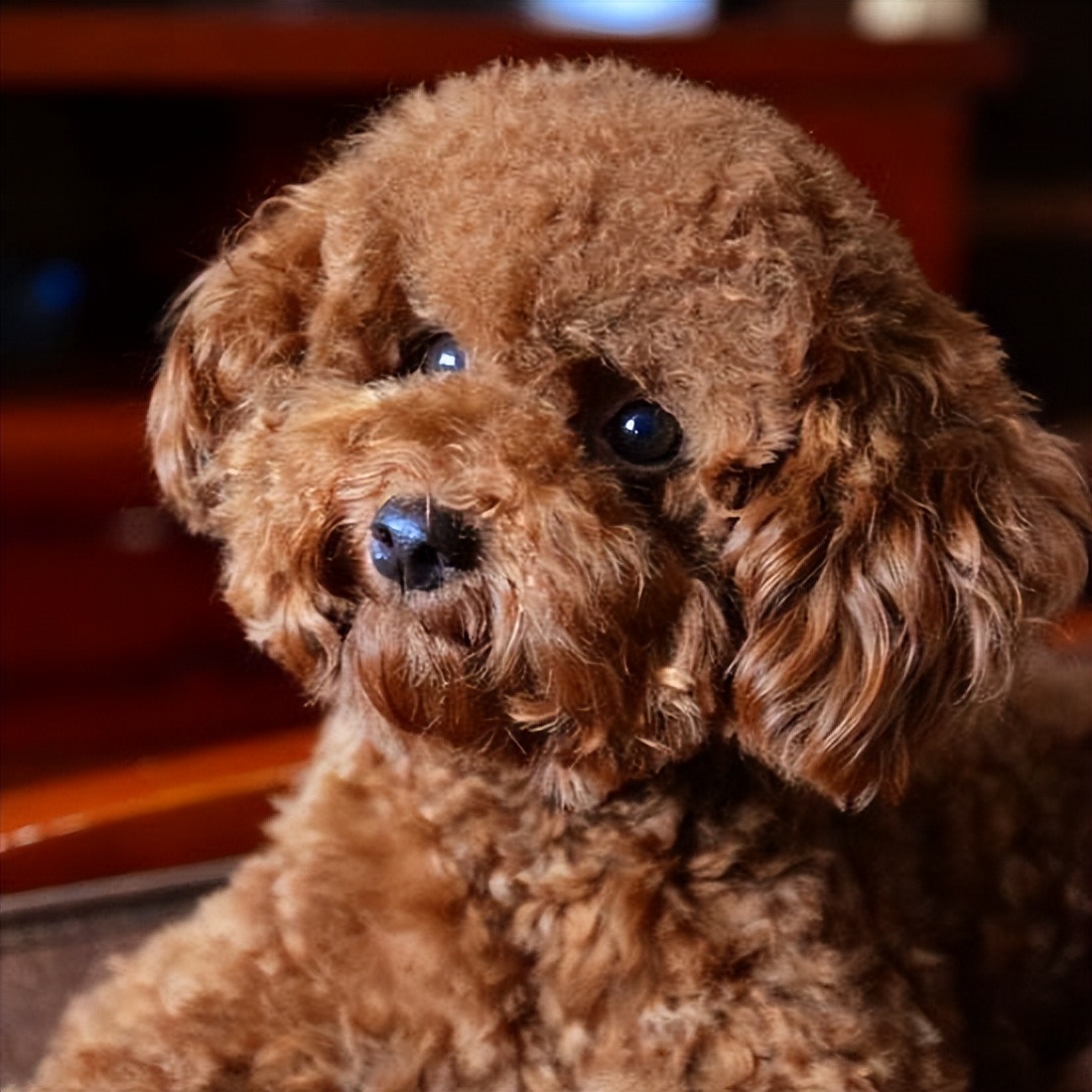 养狗需要经常陪伴吗,养狗首选这3种既便宜又好养活