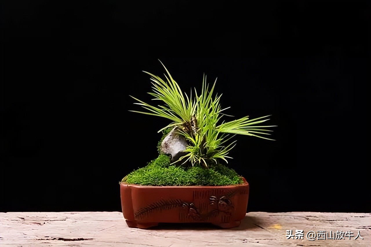 胡烟：夜访菖蒲君‖散文