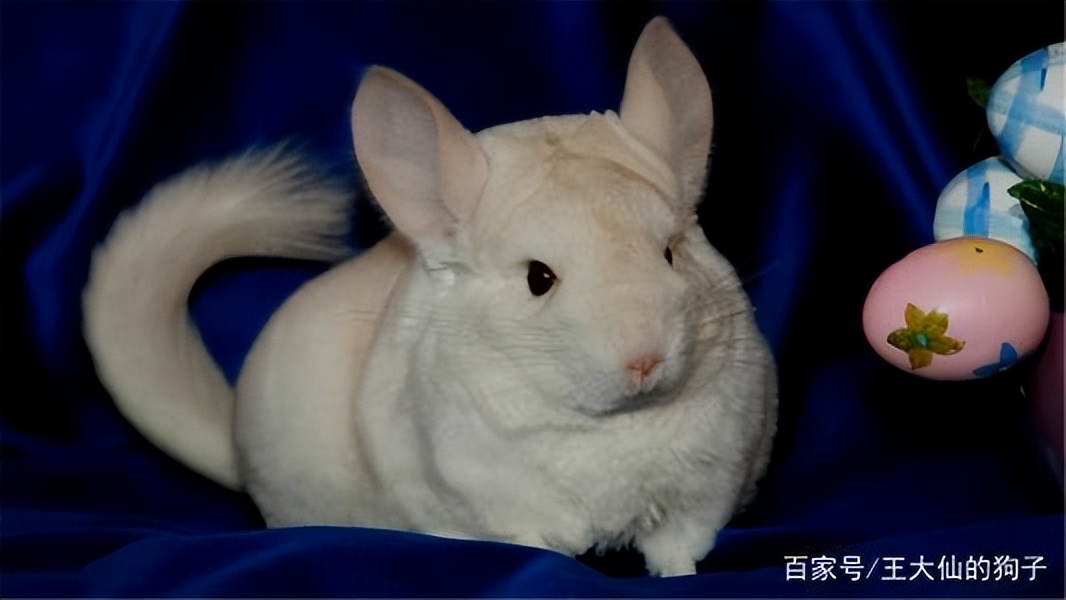 养龙猫的坏处哪些人不适合养龙猫,咋养龙猫