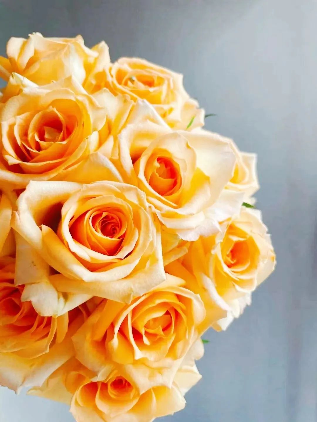 假日公主月季视频,假日公主月季好种吗