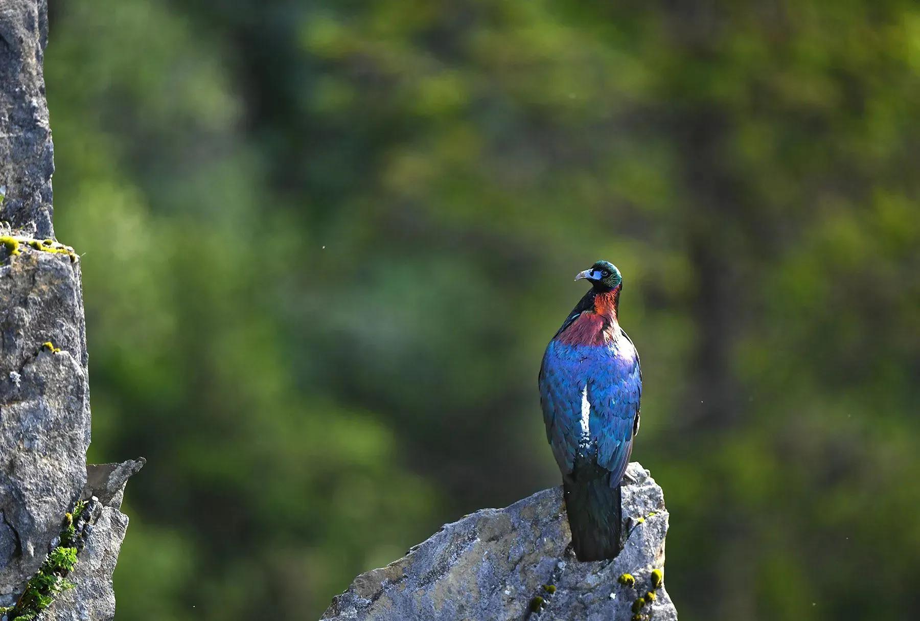 绿尾虹雉摄影,绿尾虹雉鹰鸡