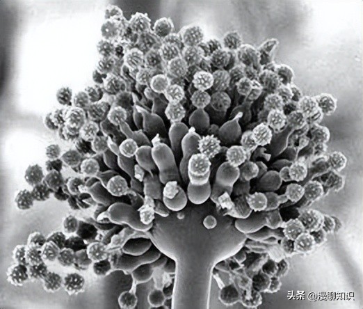 呕吐毒素超标对人体有什么危害,呕吐毒素多少剂量对身体造成危害