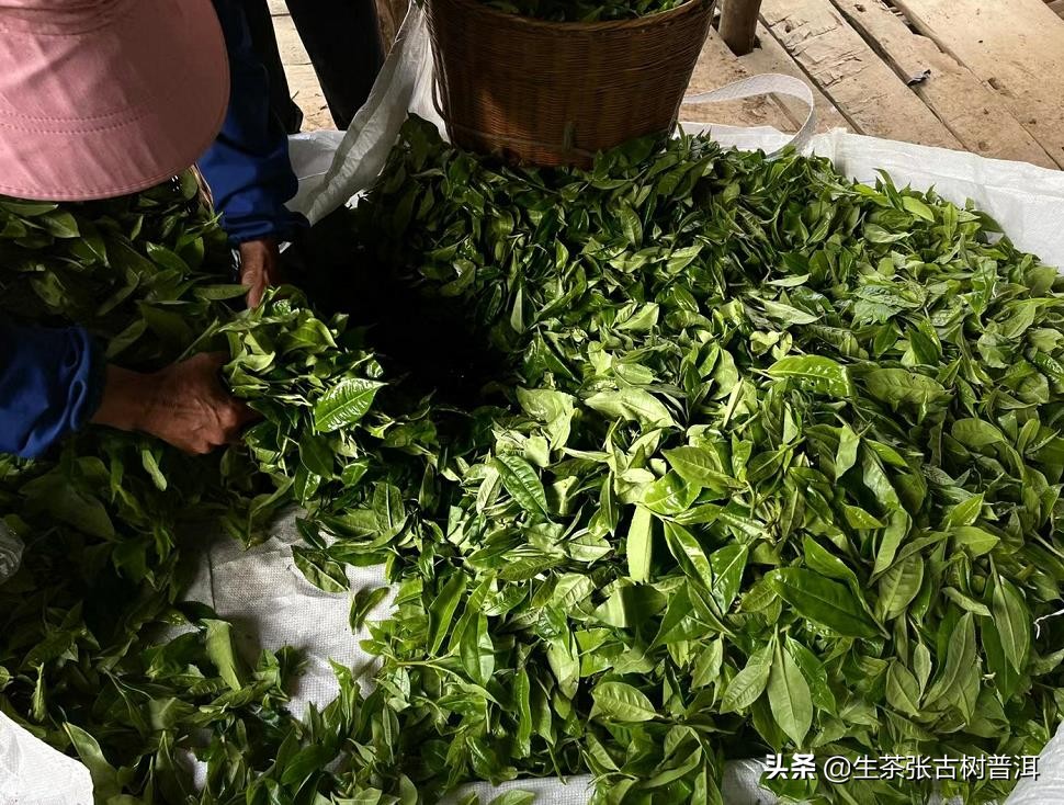 普洱茶哪座山头最好,普洱茶著名茶区