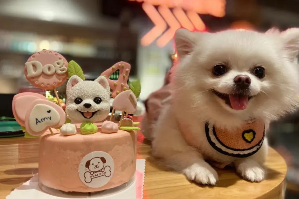 宠物和春天都不可以辜负！北京这6家宠物友好店，随时都能带着自家“毛孩子”去玩