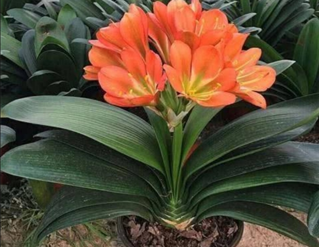 四种花旺财又养人,人养花花养人这15种花越养越干净