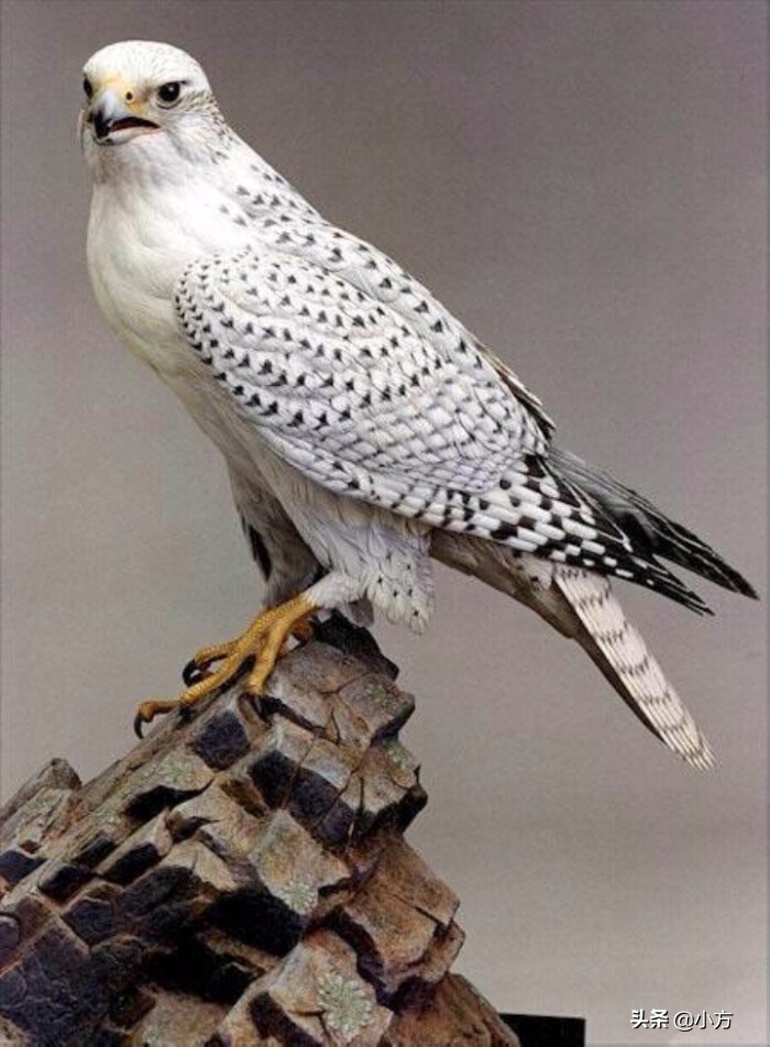 阿城金上京遗址公园,黑龙江阿城金上京皇城遗址