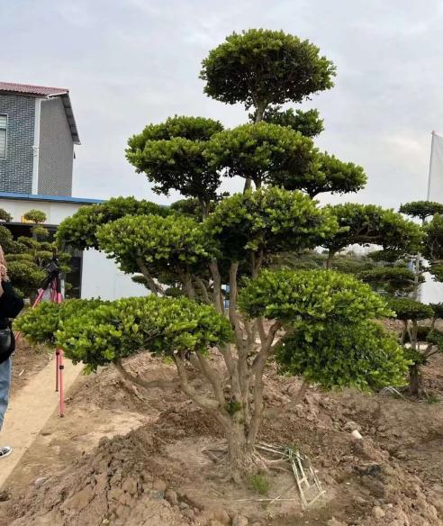 庭院绿化树种什么最好,适合庭院种植的常绿树种