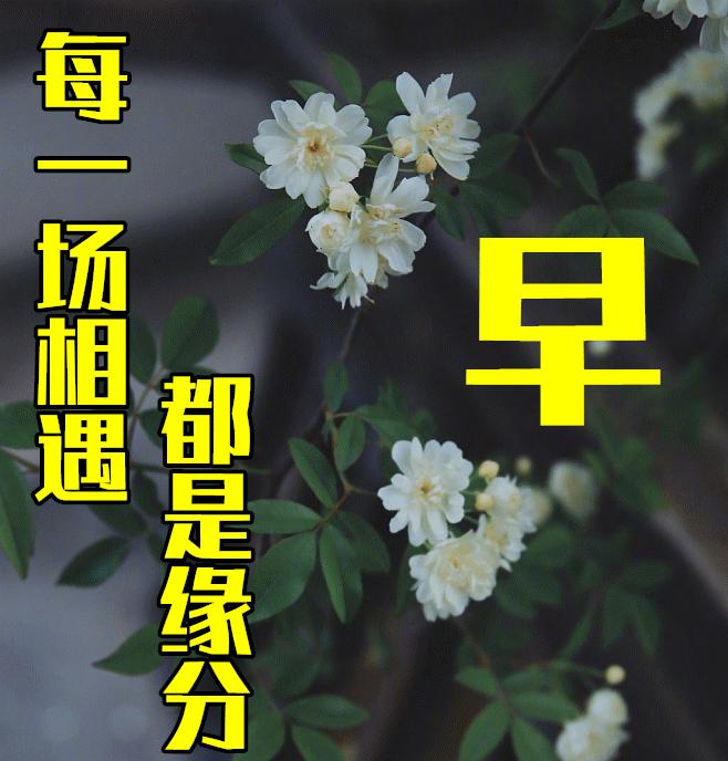 最新早上好动态表情图大全,最新健康快乐早上好表情包动态图