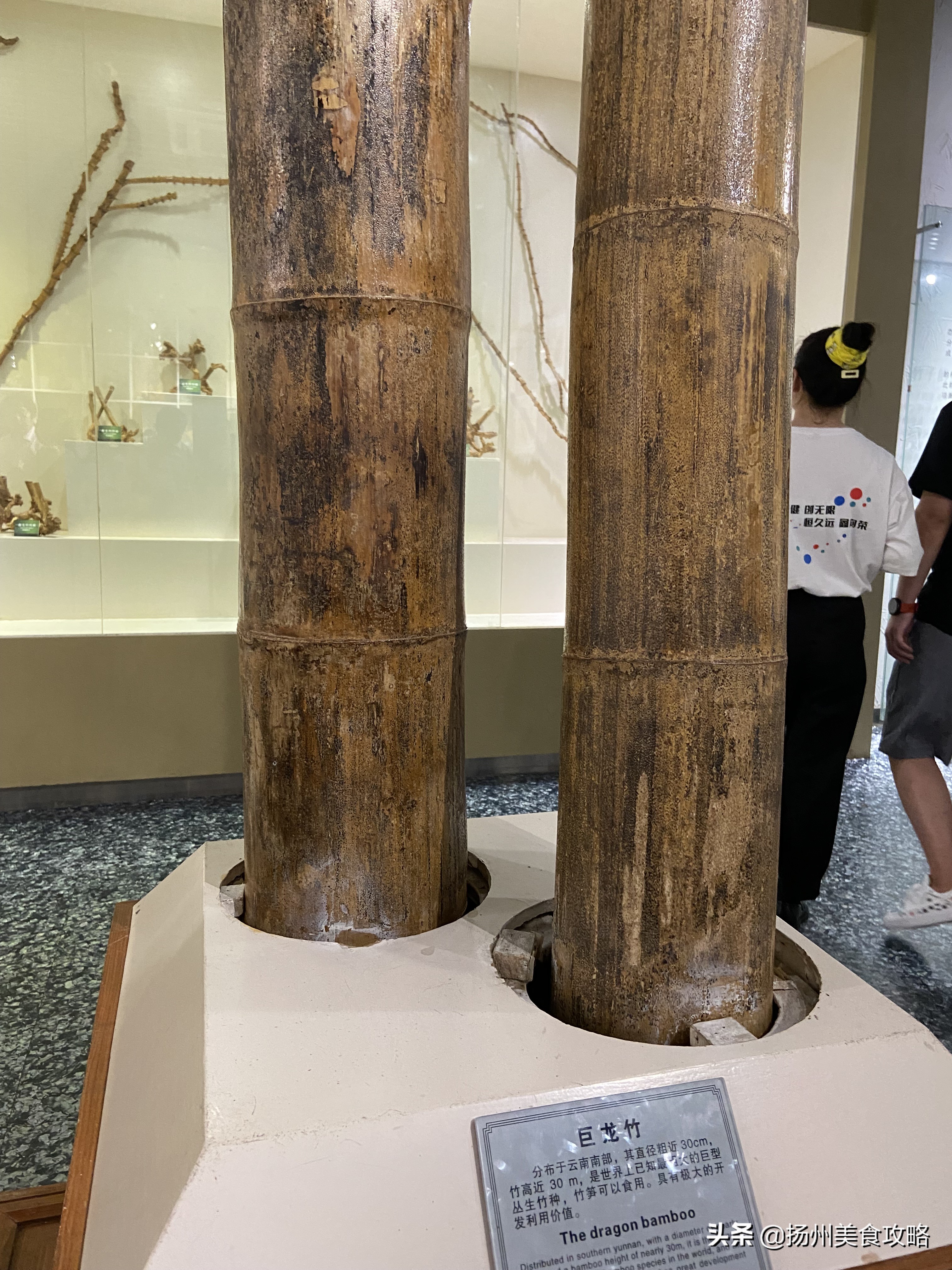 天目湖南山竹海附近游玩,常州天目湖南山竹海免费