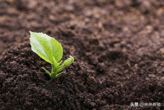 易存活且吸灰的绿植,能有效净化空气的绿植
