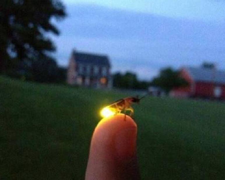 第一个用无人机拍到的鲸鱼,鲸鱼萤火虫
