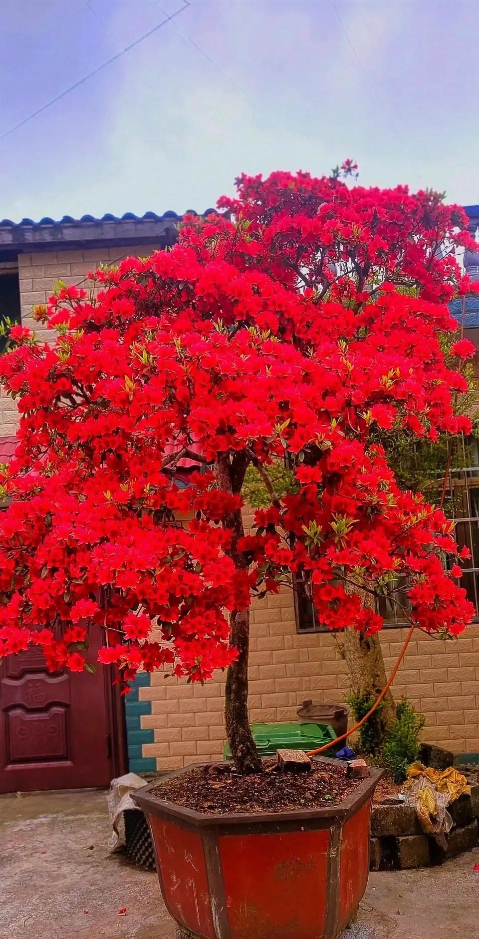 4种贵气花越养越旺家,家养3种富贵花福气好运挡不住